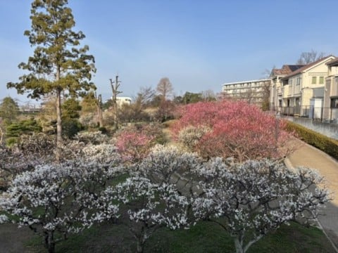 水月公園梅林